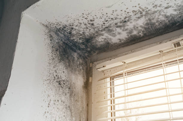 Trusted Commercial Mold Remediation service in Concord, MA - Cheap Mold Removal